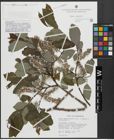 Foto von Salix appendiculata Vill. x Salix caprea L.